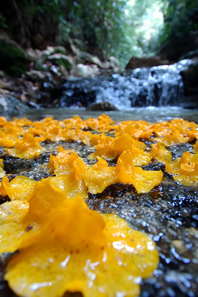 Yellow, Watercourse, Fungus, Stream, Algae, Riparian zone, Green algae, Stream bed, Creek, Riparian forest, Pezizales, Tremella