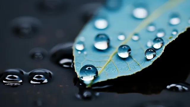 Water, Liquid, Fluid, Terrestrial plant, Moisture, Plant, Electric blue, Dew, Drop, Close-up, Solvent, Macro photography, Precipitation, Pattern, Transparent material, Still life photography