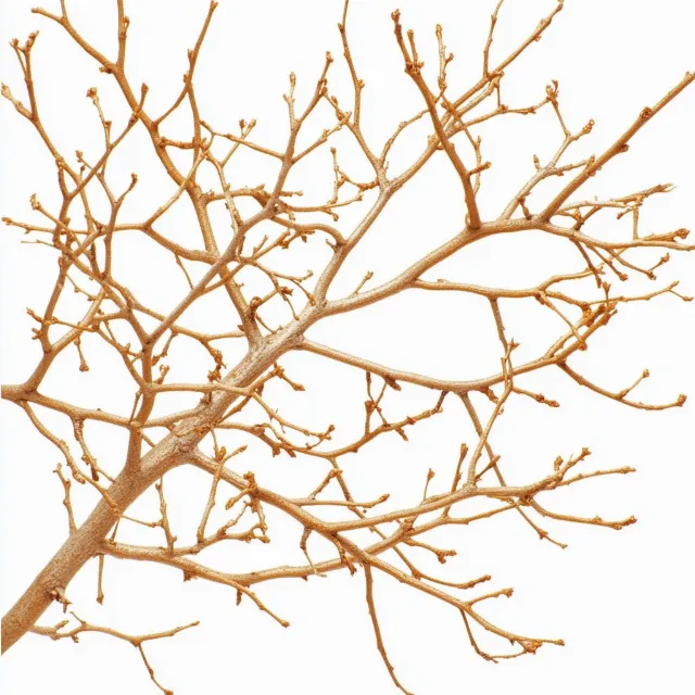 Branch, Twig, Woody plant, Natural material