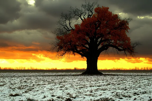 Branch, Nature, Orange, Landscape, atmospheric phenomenon, Trunk, Dusk, Twig, Evening, Woody plant, Savanna, Sunlight, Sunset, Afterglow, Sunrise, Dawn, Backlighting, Red sky at morning, Meteorological phenomenon, Winter