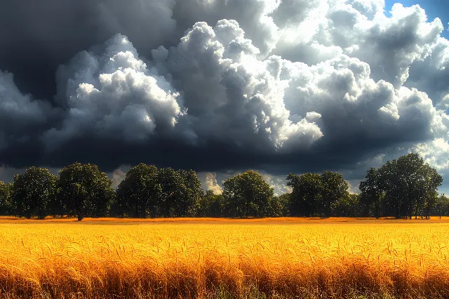 Cloud, Blue, Daytime, Cumulus, Nature, Yellow, Field, Ecoregion, Plain, Grassland, Agriculture, Meteorological phenomenon, Prairie, Grasses, Sunlight, Plantation, Crop, Meadow, Savanna, Steppe