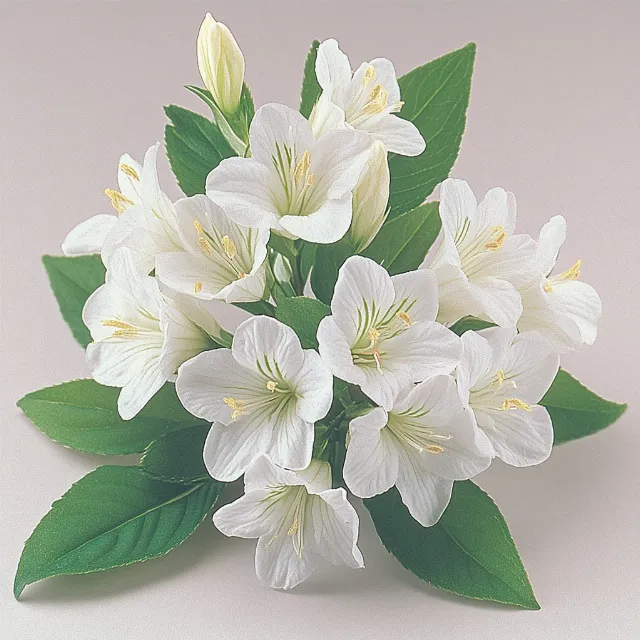 Flower, Petal, White, Flower bouquet, Pink, Lily, Floristry, Cut flowers, Flowering plant, Artificial flower, Flower Arranging, Lilies, Alstroemeriaceae, Floral design, Amaryllidaceae, Jasmine, Mock oranges