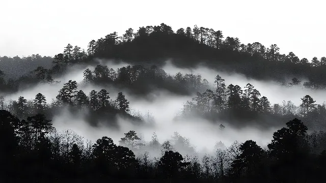 Nature, atmospheric phenomenon, Monochrome photography, Fog, Forest, Mist, Black and white, Monochrome, Jungle, Haze, Morning, Grey, Hill station, Spruce-fir forests, Tropical and subtropical coniferous forests, Meteorological phenomenon, Old-growth forest, Rainforest, Conifers, Temperate broadleaf and mixed forest