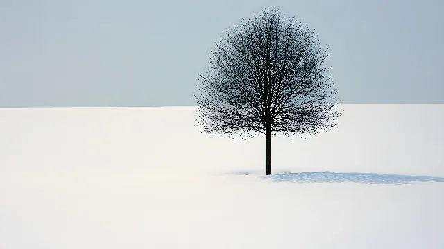 atmospheric phenomenon, Winter, Woody plant, Twig, Snow, Freezing, Graphics, Wind, Precipitation, Fog