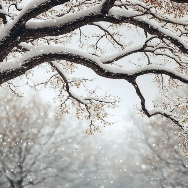 Branch, White, Twig, Winter, atmospheric phenomenon, Snow, Frost, Trunk, Freezing, Woody plant, Monochrome, Winter storm, Precipitation, Natural material, Still life photography, Blizzard, Ice