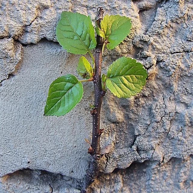 Green, Twig, Plant stem, Plant pathology