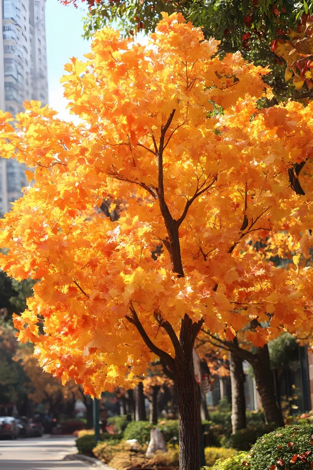 Leaf, Branch, Yellow, Orange, Twig, Trunk, Woody plant, Autumn, Maple, Temperate broadleaf and mixed forest