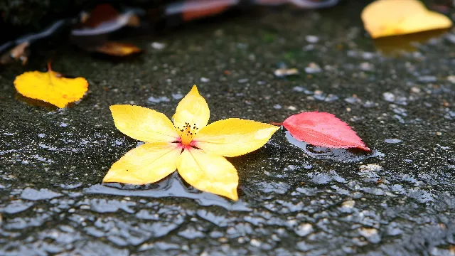 Yellow, Petal, Close-up, Reflection, Autumn, Macro photography, Still life photography, Moisture