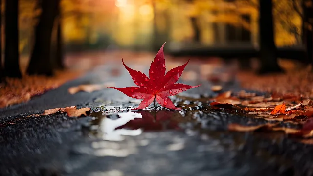 Water, Road surface, Sky, Natural landscape, Branch, Wood, Asphalt, Orange, Plant, Sunlight, Petal, Grass, Deciduous, Twig, Woody plant, Landscape, Tints and shades, Tree, Road, Flower