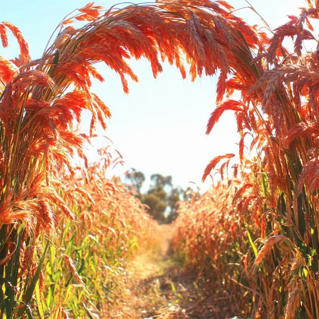 Red, Grasses, Agriculture, Plant stem, Crop, Field, Plantation