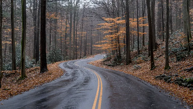 Brown, Ecoregion, Plant, Natural landscape, Road surface, Infrastructure, Wood, Trunk, Tree, Branch, Twig, Larch, Asphalt, Vegetation, Thoroughfare, Atmospheric phenomenon, Line, Landscape, Grass, Rural area