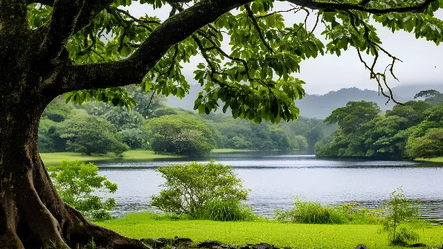 Water, Sky, Plant, Water resources, Green, Light, Natural landscape, Leaf, Natural environment, Tree, Branch, Lake, Vegetation, Sunlight, Highland, Mountain, Watercourse, Biome, Body of water, Cloud