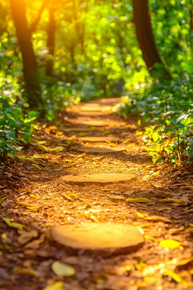 Green, Leaf, Yellow, Natural landscape, Trail, Forest, Trunk, Sunlight, Dirt road, Woodland, Woody plant, Autumn, Soil, Jungle, Northern hardwood forest, Old-growth forest, Grove, Temperate broadleaf and mixed forest, Shadow, Path