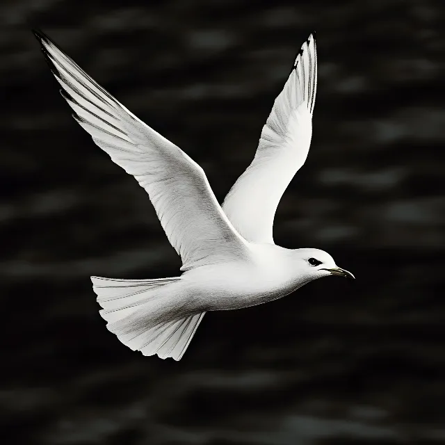 Bird, Beak, White, Vertebrate, Seabird, Wing, Monochrome photography, Lari, Gulls, Feather, Monochrome, Grey, Black and white, Flight, Shorebirds, Peace, Tail