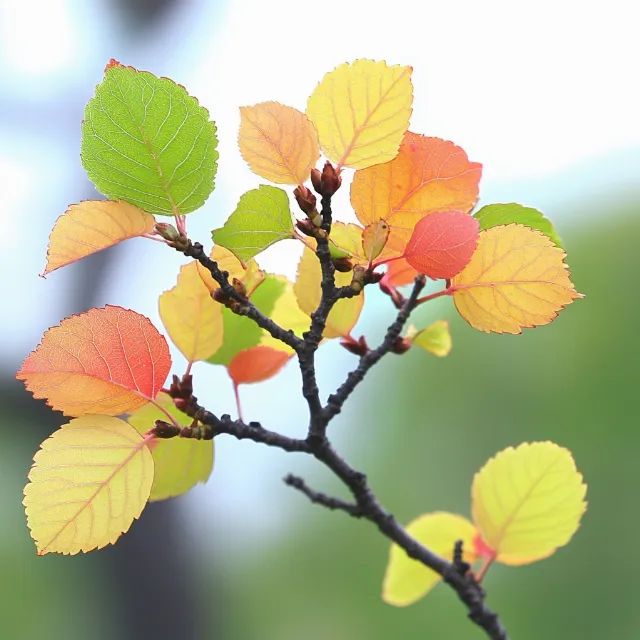 Leaf, Yellow, Branch, Twig, Plant stem, Macro photography, Plant pathology, Birch family, Herb