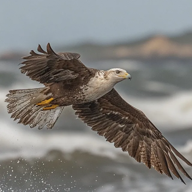 Bird, Accipitridae, Beak, Bird of prey, Vertebrate, Accipitriformes, Wing, Eagle, Feather, Falcon, Falconiformes, Wildlife, Buzzard, Osprey, Hawk, Flight, Tail, Circinae, Kite, Sea eagle