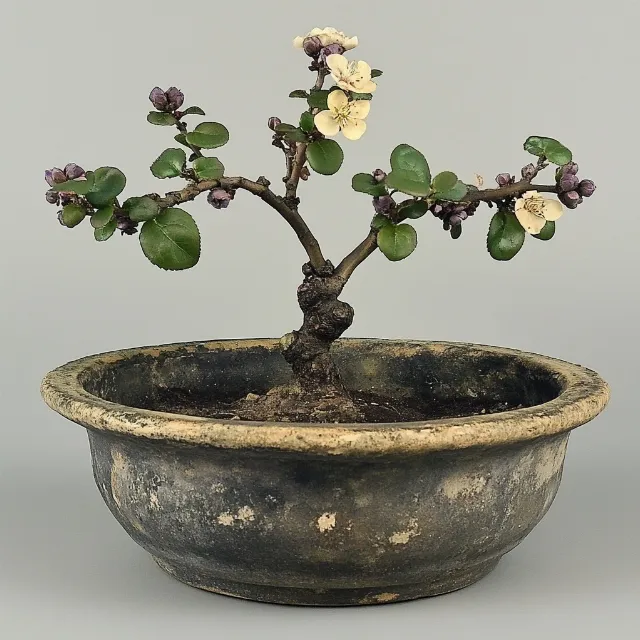 Flowerpot, Bonsai, Houseplant, Pottery, Stoneware, Chinese sweet plum, Vase, Stonecrops, Geraniums