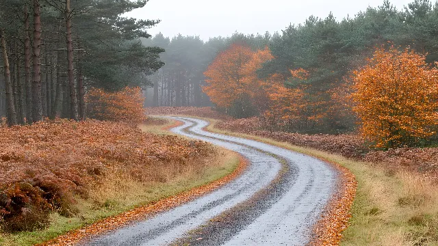 Brown, Plant, Sky, Ecoregion, Tree, Natural landscape, Branch, Road surface, Asphalt, Grass, Atmospheric phenomenon, Rural area, Thoroughfare, Landscape, Wood, Deciduous, Forest, Grassland, Road, Larch