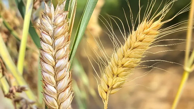 Ingredient, Agriculture, Wheat, Khorasan wheat, Crop, Whole grain, Field, Triticale, Einkorn wheat, Spelt, Cereal, Gluten, Staple food, Food, Malt, Harvest, Rye, Hordeum, Oats, Grain