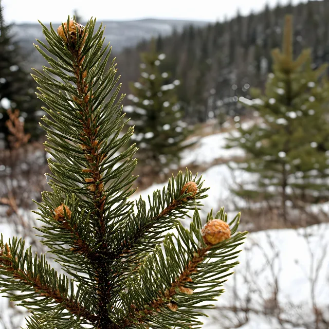 Branch, Larch, Woody plant, Twig, Conifers, Ponderosa pine, Natural material, Evergreen, Black spruce, Winter, Pine, Virginia pine, Grand fir, Cupressaceae, Fir, Pine family, Spruce, Tropical and subtropical coniferous forests, Spruce-fir forests, Colorado pinyon