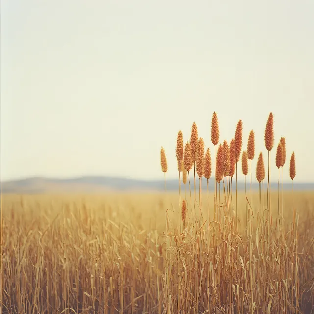 Field, Agriculture, Grasses, Crop, Flowering plant, Prairie, Plant stem, Herbaceous plant, Steppe, Wheat, Evening, Cereal, Gluten, Wind, Harvest, Farm, Whole grain, Plantation, Poales, Grain