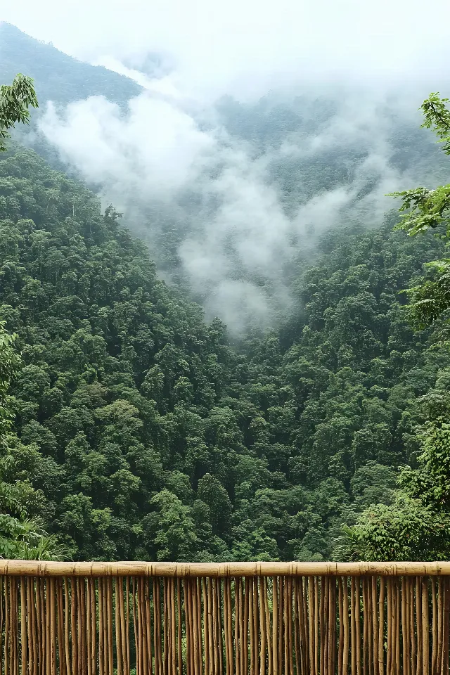 atmospheric phenomenon, Forest, Hill station, Jungle, Rainforest, Tropical and subtropical coniferous forests, Old-growth forest, Valdivian temperate rain forest, Plantation, Mist, Temperate broadleaf and mixed forest, Fog, National park