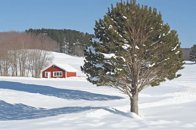 Snow, Branch, Winter, Freezing, Twig, Woody plant, Slope, Larch, Conifers, Precipitation, Evergreen, Cupressaceae, Ice cap, Pine, Pine family, Fir, Glacial landform, Ice, Winter storm