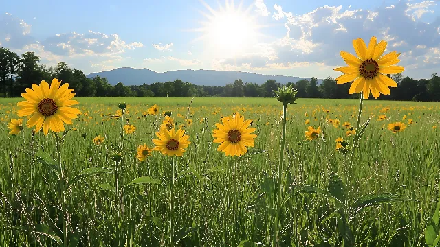 Flower, Green, Yellow, Plants, Field, Summer, Common sunflower, Petal, Cloud, Agriculture, Meadow, Grassland, Prairie, Plantation, Flowering plant, Spring, Wildflower, Crop, Herbaceous plant, Plant stem