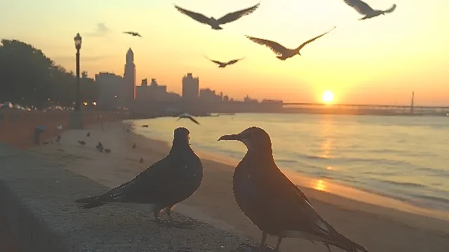 Bird, Beak, Vertebrate, Wing, Sunset, Dusk, Feather, Sea, Evening, Sunrise, Seabird, Morning, Sunlight, Lari, Ocean, Gulls, Afterglow, Pigeons and doves, Shorebirds, Beach