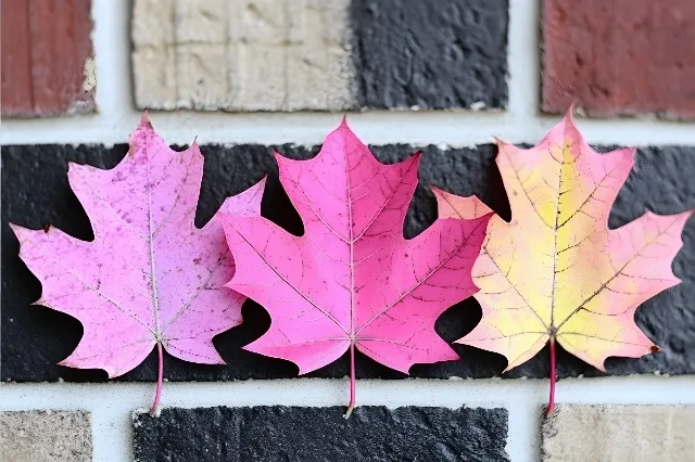 Red, Pink, Autumn, Maple, Maple leaf