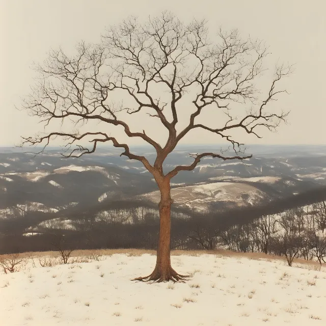 Branch, Nature, Wood, atmospheric phenomenon, Twig, Ecoregion, Landscape, Winter, Brown, Trunk, Savanna, Morning, Woody plant, Sunlight, Freezing, Slope, Snow, Wind, Evening, Fog