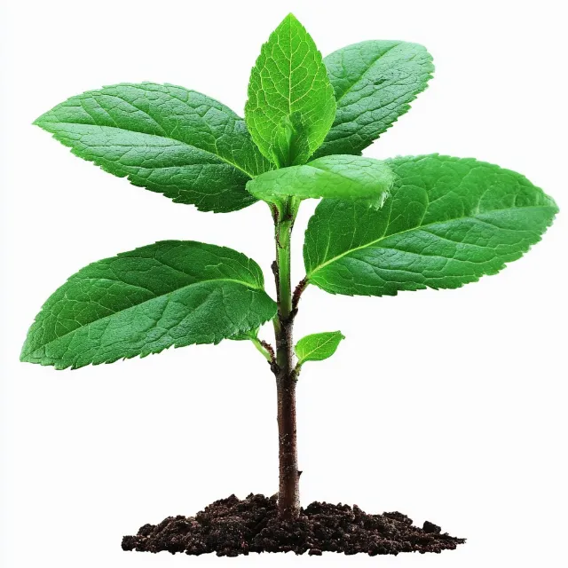 Plant stem, Peppermint, Herb, Mint, Herbal