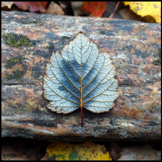 Leaf, Close-up, Natural material, Plant pathology, Macro photography, Autumn, Birch family