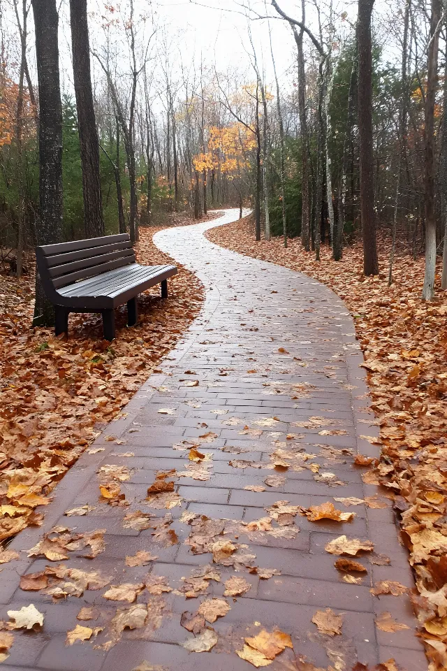 Leaf, Wood, Yellow, Autumn, Brown, Walkway, Trunk, Sidewalk, Forest, Trail, Woodland, Cobblestone, Sunlight, Grove, Northern hardwood forest, Outdoor Bench, Temperate broadleaf and mixed forest, Shadow, Path, Park