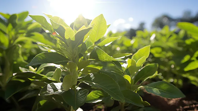 Sky, Leaf, Plant, Terrestrial plant, Tobacco, Grass, Tints and shades, Landscape, Flowering plant, Cloud, Wood, Tree, Field, Plantation, Herb, Natural landscape, Agriculture