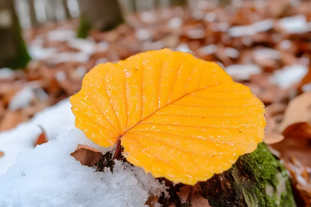 Yellow, Green, Leaf, Orange, Close-up, Macro photography, Autumn, Plant pathology