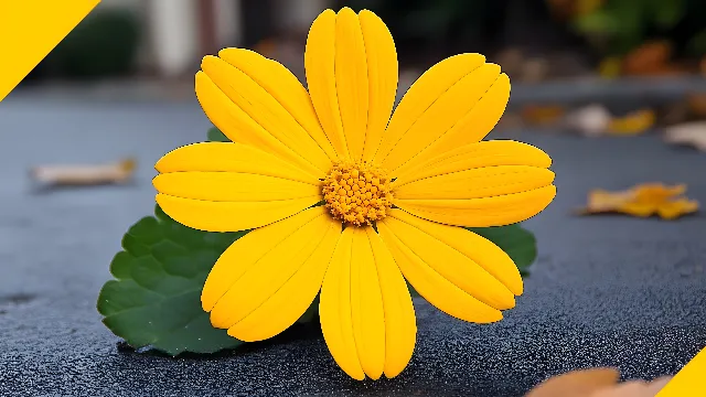 Flower, Petal, Yellow, Close-up, Macro photography, Flowering plant, Pollen, Herbaceous plant, Forb, Daisy family, Pedicel, Wildflower, Still life photography, Perennial plant, Sunflowers