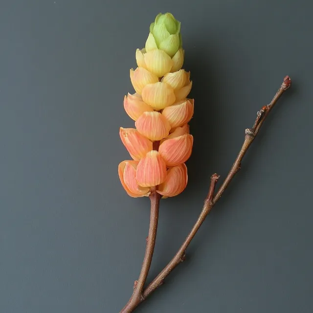 Yellow, Petal, Bud, Macro photography, Plant stem, Ginger family, Broomrapes