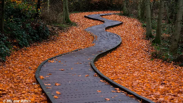 Plant, Road surface, Leaf, Natural landscape, Yellow, Vegetation, Asphalt, Sunlight, Grass, Biome, Deciduous, Landscape, Groundcover, Road, Tints and shades, Shrub, Wood, Walkway, Landscaping, Shadow