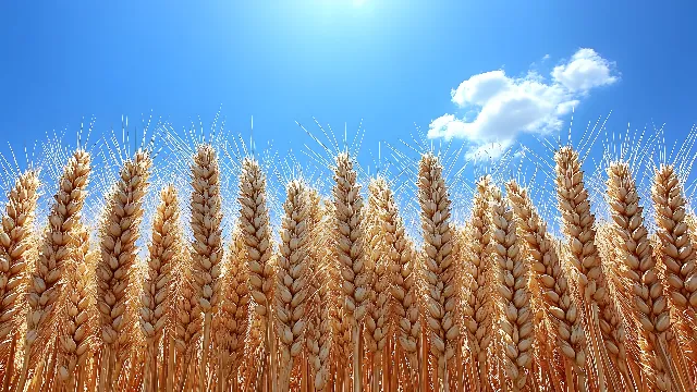 Yellow, Agriculture, Field, Crop, Khorasan wheat, Wheat, Grasses, Whole grain, Gluten, Flowering plant, Einkorn wheat, Cereal, Plantation, Triticale, Staple food, Harvest, Spelt, Farm, Plant stem, Grain