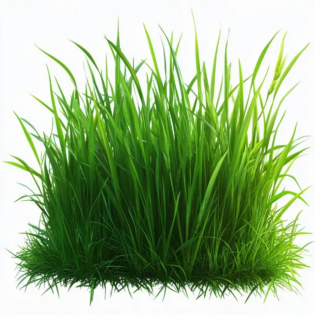 Plant, Terrestrial plant, Grass, Rectangle, Natural landscape, Flowering plant, Grassland, Herbaceous plant, Herb, Perennial plant, Sedge family, Poales, Chlorophyta, Natural material