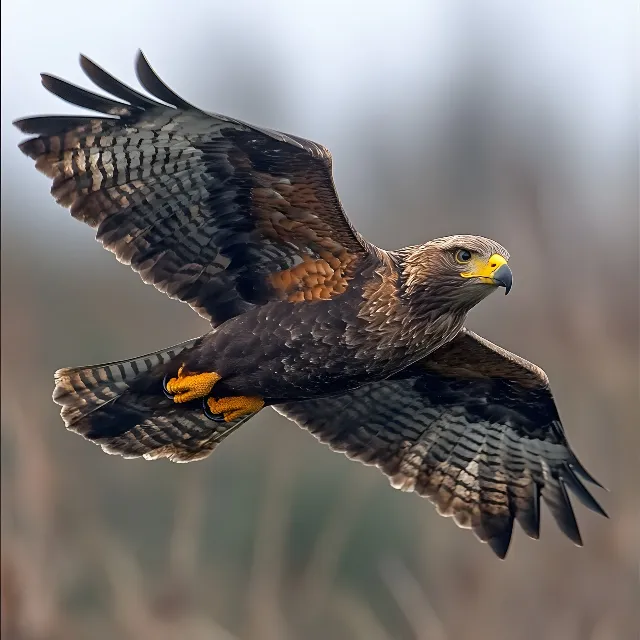 Bird, Accipitridae, Bird of prey, Beak, Vertebrate, Eagle, Neck, Wing, Accipitriformes, Hawk, Brown, Falcon, Golden eagle, Feather, Falconiformes, Buzzard, Wildlife, Flight, Circinae, Peregrine falcon