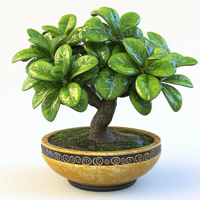 Flowerpot, Houseplant, Bonsai