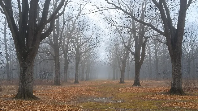 atmospheric phenomenon, Fog, Branch, Wood, Mist, Brown, Haze, Forest, Twig, Trunk, Morning, Autumn, Woodland, Woody plant, Sunlight, Northern hardwood forest, Grove, Old-growth forest, Temperate broadleaf and mixed forest