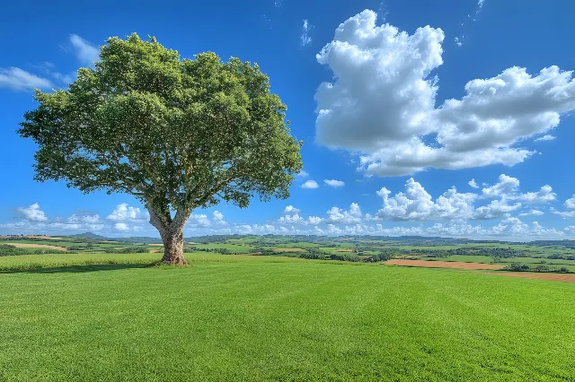 Blue, Green, Daytime, Grass, Natural environment, Nature, Natural landscape, Grassland, Hill, Vegetation, Plain, Field, Horizon, Ecoregion, Landscape, Cloud, Summer, Pasture, Land lot, Meadow