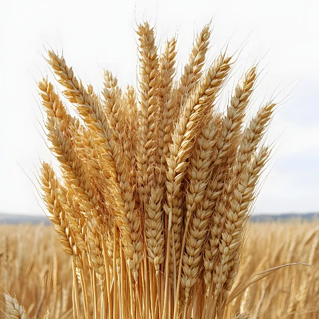 Agriculture, Wheat, Ingredient, Khorasan wheat, Crop, Whole grain, Grasses, Field, Einkorn wheat, Cereal, Close-up, Gluten, Spelt, Triticale, Staple food, Malt, Oats, Grain, Hordeum, Rye