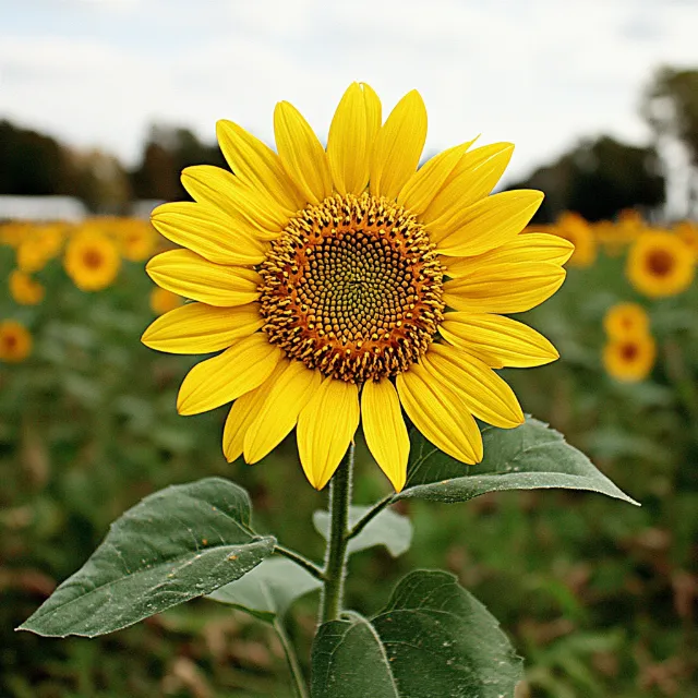 Flower, Petal, Yellow, Green, Common sunflower, Plants, Pedicel, Flowering plant, Close-up, Field, Plantation, Pollen, Forb, Plant stem, Herbaceous plant, Sunflowers, Wildflower, Sunflower seed, Agriculture, Daisy family