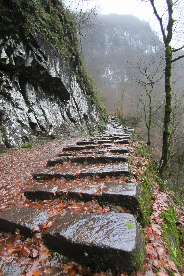 Stairs, Rock, Bedrock, Geological formation, Moss, Trail, Bryophyte, Walkway, Outcrop, Old-growth forest, Erosion, Path, Handrail