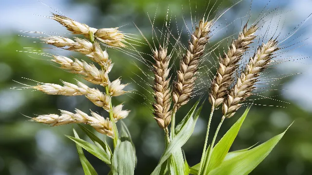 Ingredient, Agriculture, Wheat, Crop, Whole grain, Grasses, Gluten, Spelt, Oats, Khorasan wheat, Cereal, Staple food, Plant stem, Field, Malt, Einkorn wheat, Hordeum, Triticale, Rye, Plantation