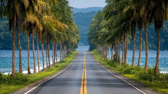 Sky, Plant, Light, Nature, Infrastructure, Azure, Natural landscape, Road surface, Thoroughfare, Grass, Tree, Vegetation, Sunlight, Arecales, Asphalt, Biome, Line, Woody plant, Road, Landscape